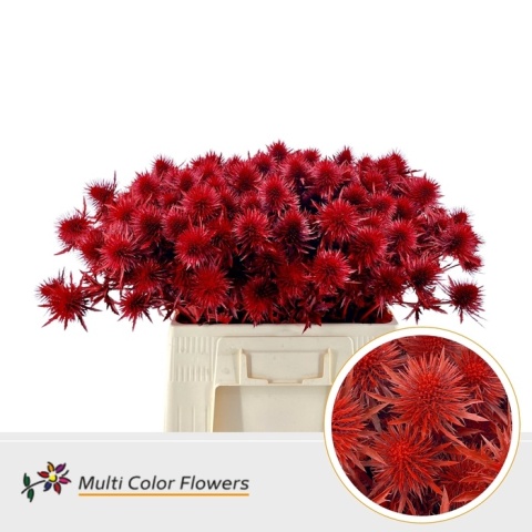 Eryngium Rood TIN 40cm - D