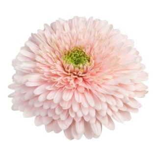 GE GB TERRA HIMALIA 50cm - D