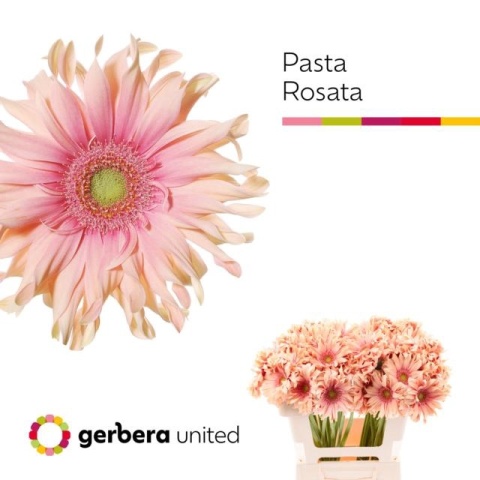 GE KV PASTA ROSATA 50cm - D