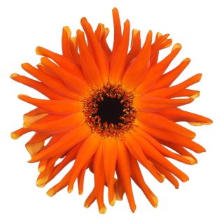 GE KV PASTINI EMILLIA 50cm - D