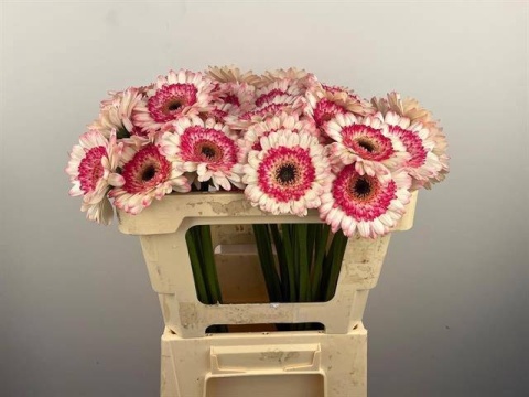GE MI HAPPY HOUR 50cm - D