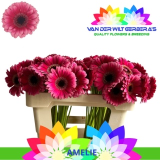 GE MI AMELIE 50cm - D