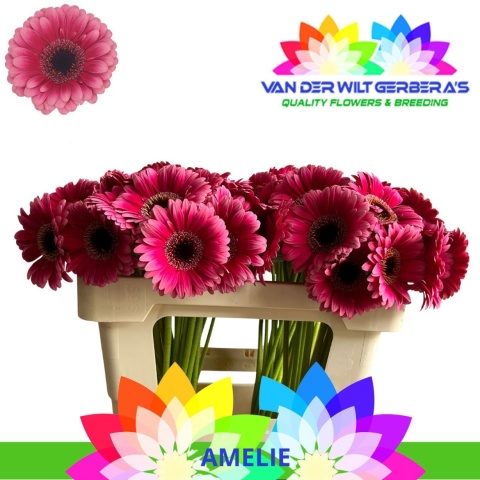 GE MI AMELIE 50cm - D
