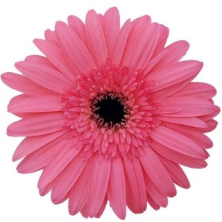 GE MI AMELIE 50cm - D