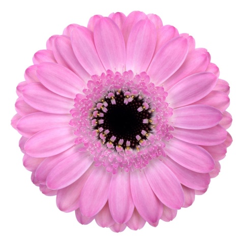 GE MI BENTLEY 50cm - D