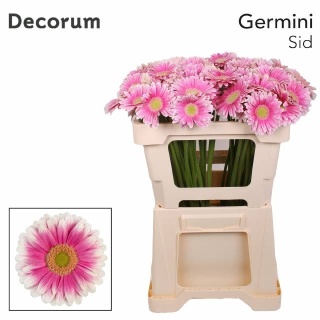 GE MI SID+ 50cm - D