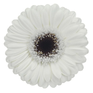 GE MI LIDO 50cm - D