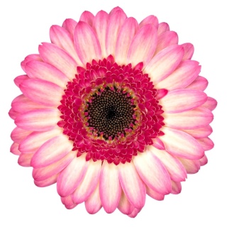 GE MI LOLLIPOP 50cm - D