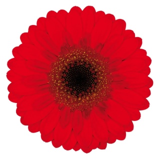 GE MI NIRVANA 50cm - D
