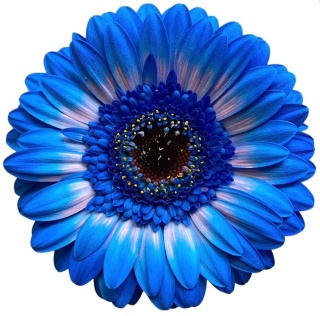 GE MI PINKY BLUE 50cm - D