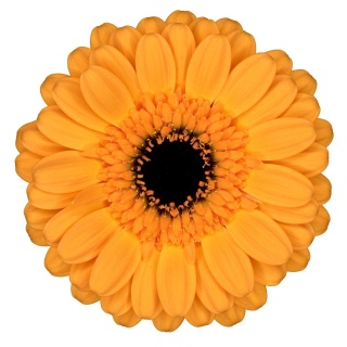 GE MI TWEETY 50cm - D