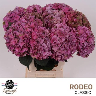 HYDR M CH RODEO CL 60cm/H20 - D