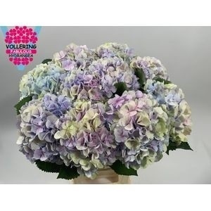 HYDR M CH VERENA BLUE CLASSIC 60cm/H18 - S