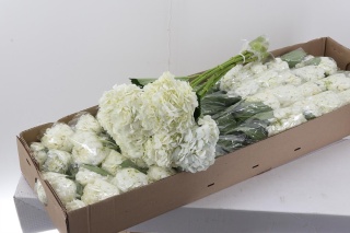 Hydr White Premium BOX (10) 60cm /H18- D