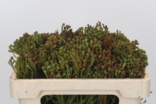 KAAPS GROEN 50cm - D