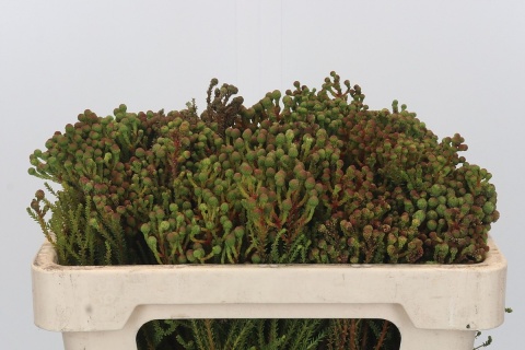 KAAPS GROEN 50cm - D