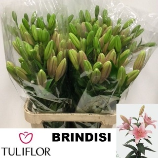LI LA BRINDISI 3+ 90cm - D