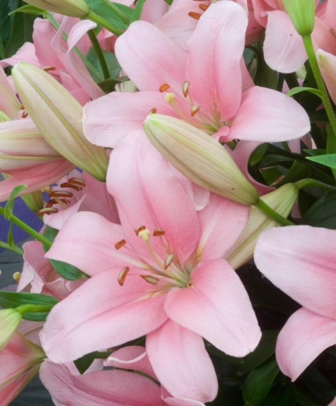 LI LA BRINDISI 3+ 90cm - D