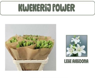 LI LA ALBIDONA 3+ 85cm - D