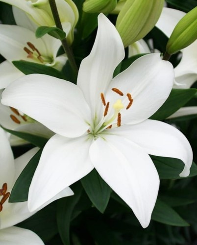 LI LA ALBIDONA 3+ 85cm - D