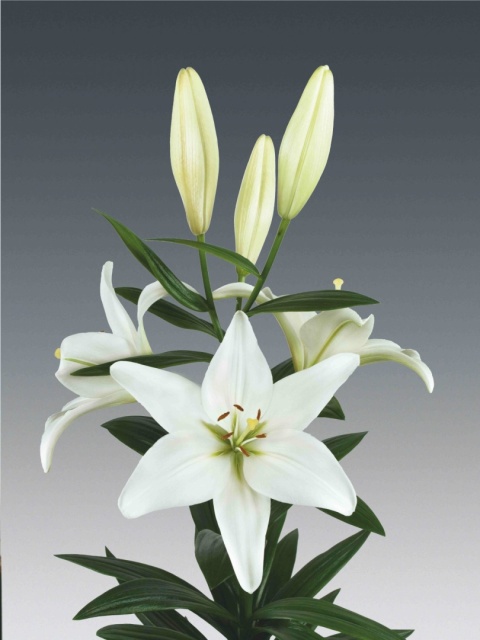 LI LA ALBIDONA 3+ 85cm - D