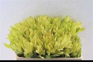 LEUCAD SAF GOLDSTRIK 50cm - D