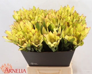 LEUCAD SAF GOLDSTRIK 50cm - D