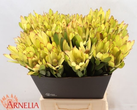 LEUCAD SAF GOLDSTRIK 50cm - D