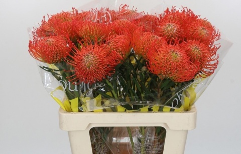 Leuco Co Succession 60cm - PROMO