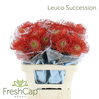 Leuco Co Succession 60cm - PROMO