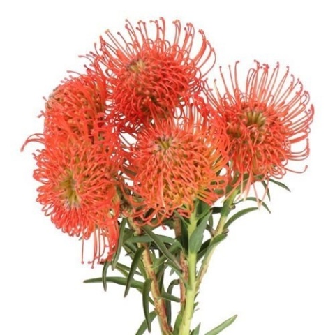 Leuco Co Succession 60cm - PROMO