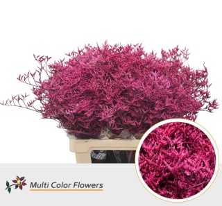 Limonium Erica 70cm - D