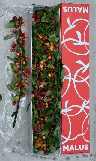 MALUS GORGEOUS 70cm - D