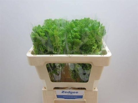 MOLUCCELLA STUK 50cm - D