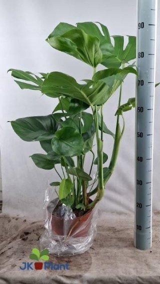 MONSTERA DELICIOSA 90cm/d21 - D