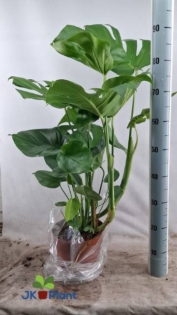 MONSTERA DELICIOSA 90cm/d21 - D