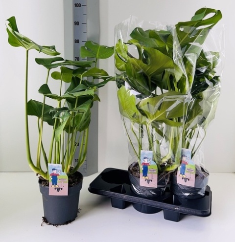 MONSTERA DELICIOSA 80cm/d17 - S