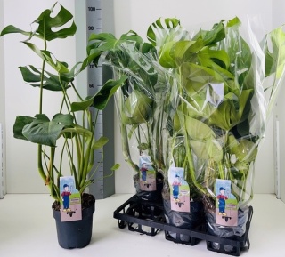 MONSTERA DELICIOSA 80cm/d17 - S