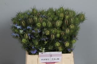 NIGE DAMASCENA ZD 70cm - D