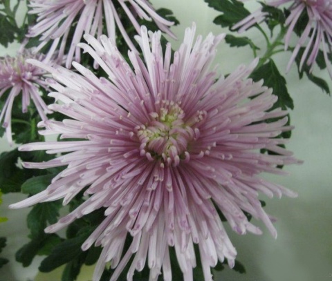 PL CHR G Elbrus Pink - Polska