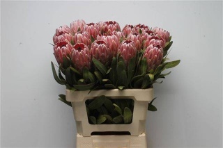 PROTEA PINK ICE 70cm - D