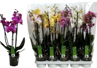 Phalaenopsis 2Tak Gem 60cm/d 12 - S