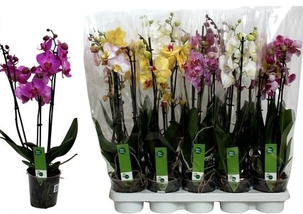 Phalaenopsis 2Tak Gem 60cm/d 12 - S