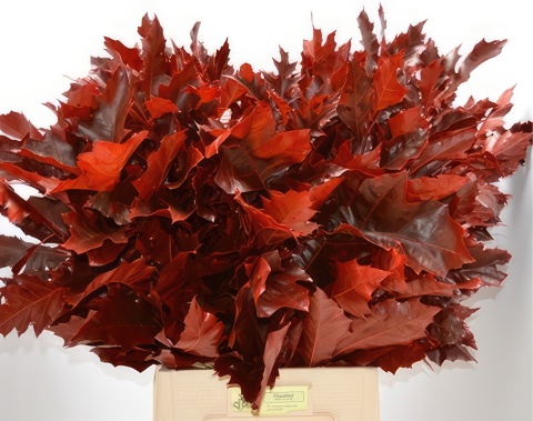 QUERC Eik Grof Rood KLB H% 80cm - D