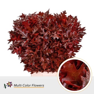 QUERC Eik Grof Rood KLB H% 80cm - D
