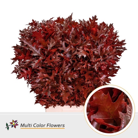 QUERC Eik Grof Rood KLB H% 80cm - D