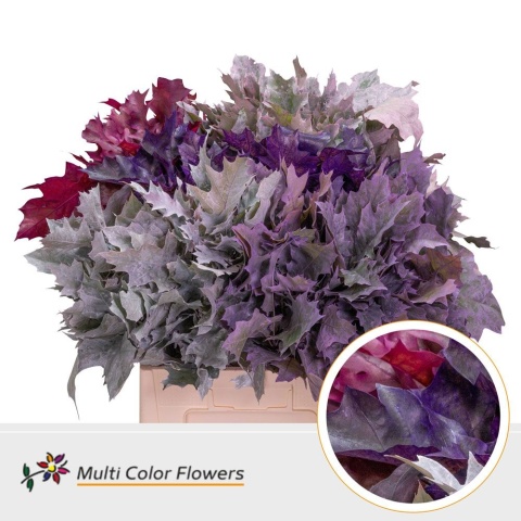 Quercus Eik Frosted Mix Color 60cm - PROMO