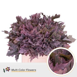 Quercus Eik Grof Frost rose 70cm - D