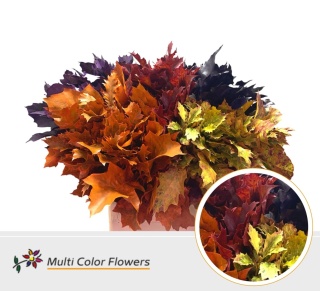 Quercus Eik Grof (60 cm) Autumn Mix Color 60cm - D