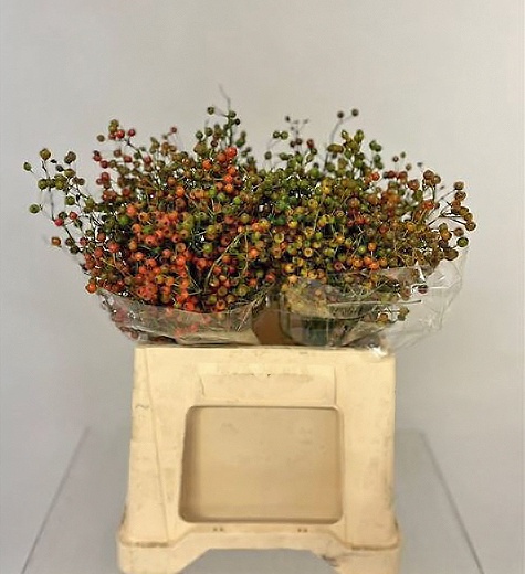 ROSA CORALLO 40cm - D